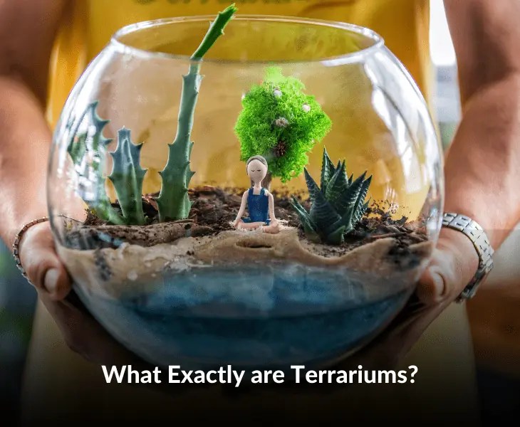 How to Decrease Humidity in Terrarium? (Best Ways!)