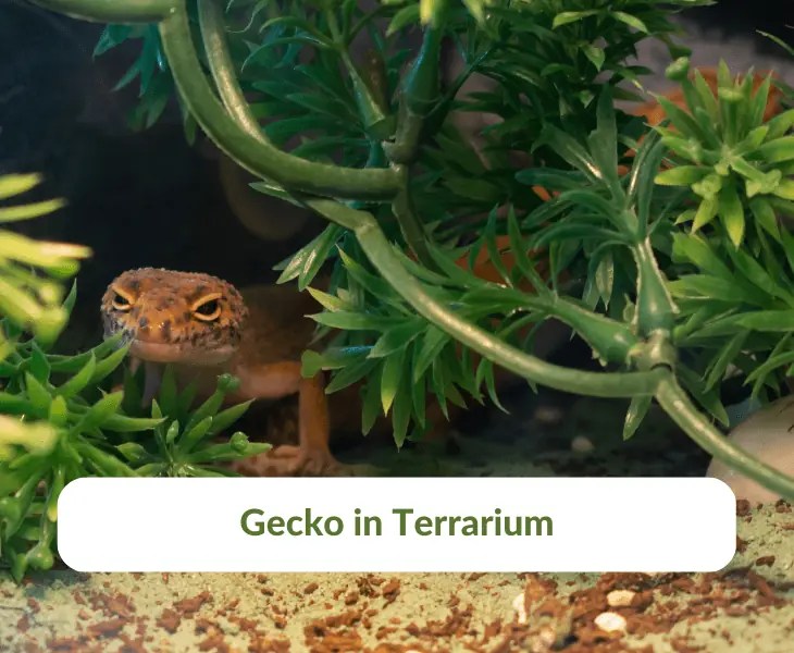 How to Decrease Humidity in Terrarium? (Best Ways!)
