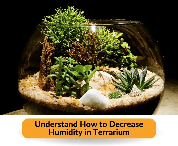 How to Decrease Humidity in Terrarium? (Best Ways!)