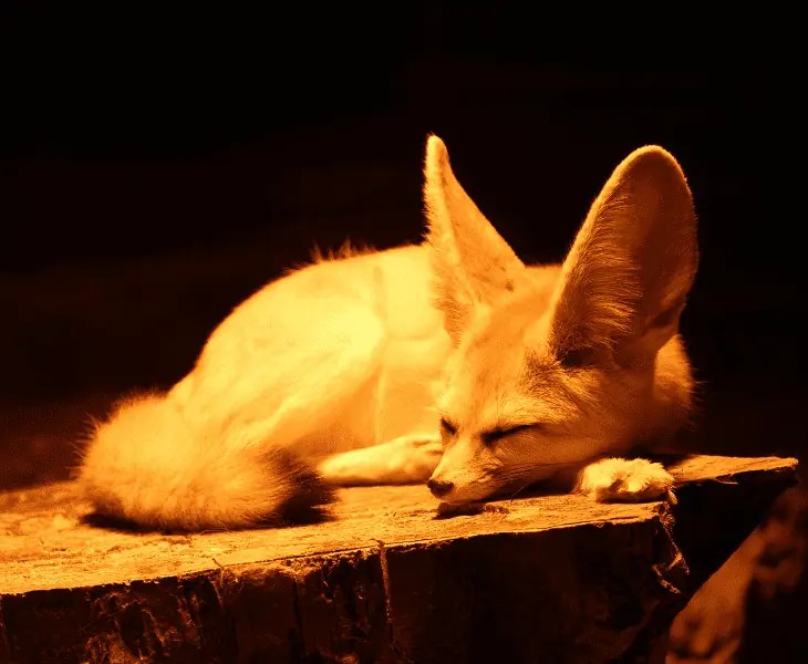 How Do Fennec Foxes Survive in the Desert? (Know Here!)