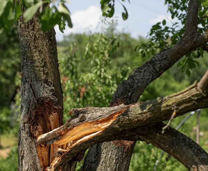 Why Does the Power Go Out During a Storm? (Know Here!)