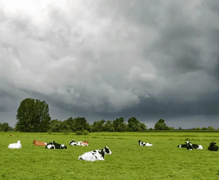 What Do Cows Do When a Storm is Coming? (Fascinating Facts)