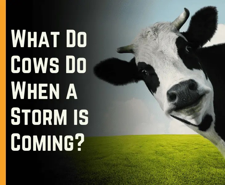 What Do Cows Do When a Storm is Coming? (Fascinating Facts)