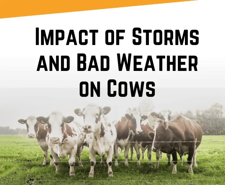 What Do Cows Do When a Storm is Coming? (Fascinating Facts)