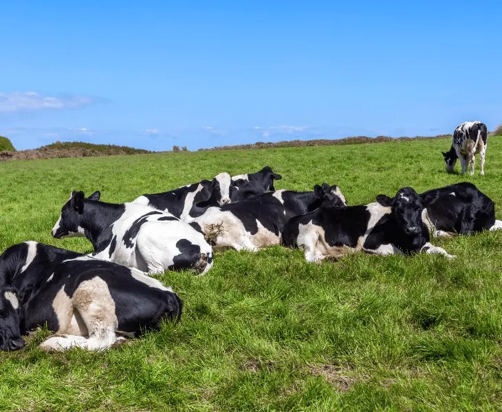 What Do Cows Do When a Storm is Coming? (Fascinating Facts)