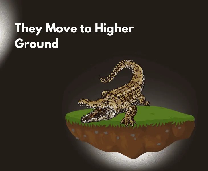 What Do Alligators Do During a Hurricane? (Know Here!)