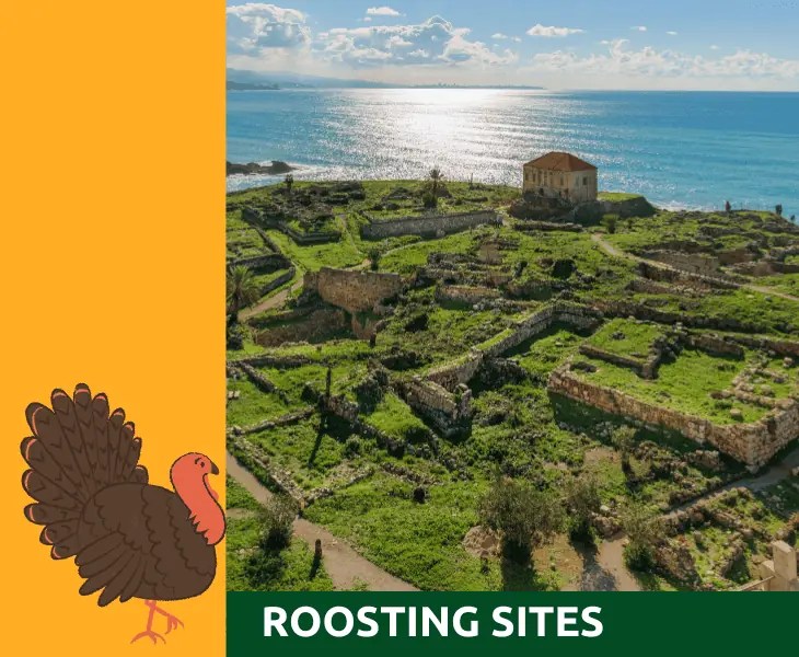 Where Do Turkeys Go When It's Windy? (Let's Find Out!)