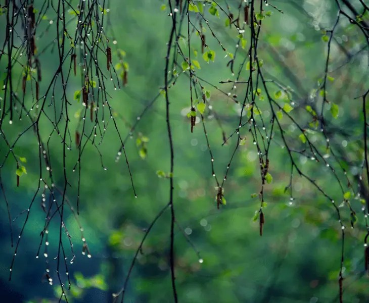 Why Does It Rain a Lot in Spring? (Real Reasons!)