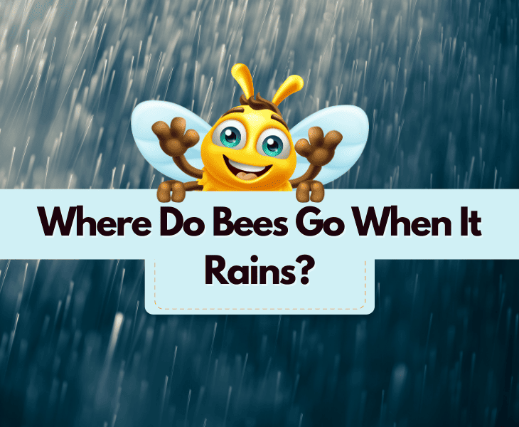 Where Do Bees Go When It Rains? (Let's Find Out!)
