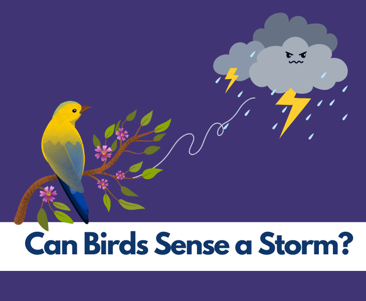 How Do Birds Act Before a Storm? (Know Here!)