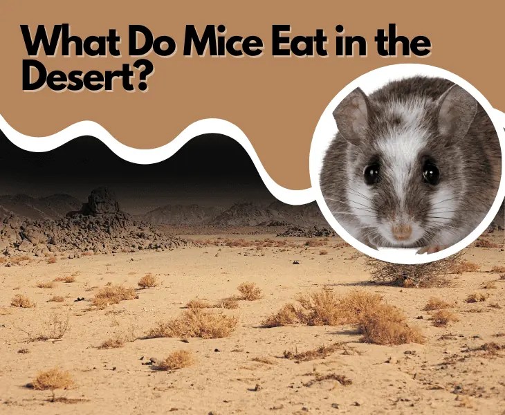 What Do Mice Eat in the Desert? (Let's Find Out!)
