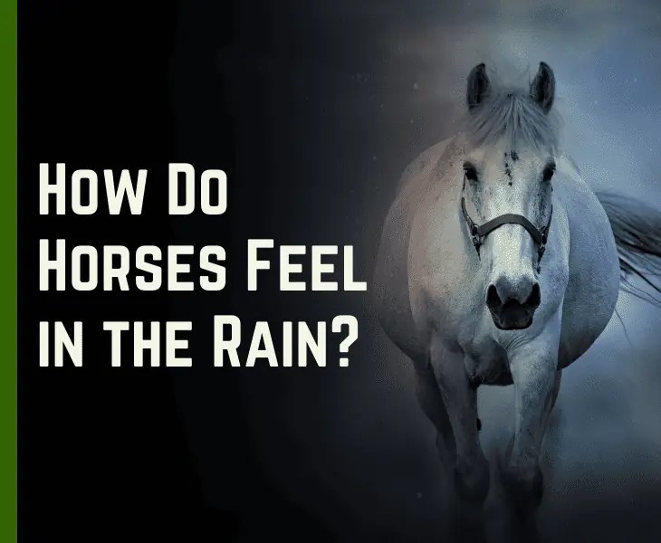 Why Do Horses Stand Still in the Rain? (Real Reasons)