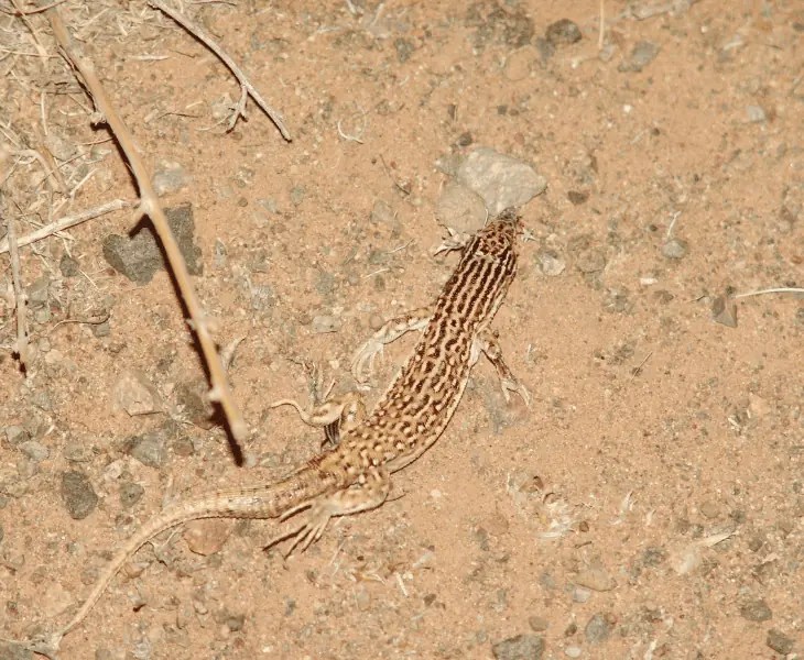 How Do Lizards Survive in The Desert? (Top Facts!)