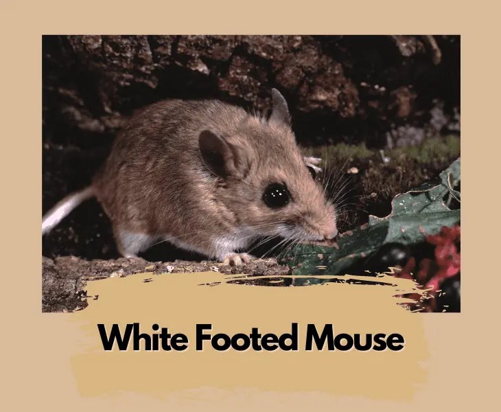 What Do Mice Eat in the Desert? (Let's Find Out!)