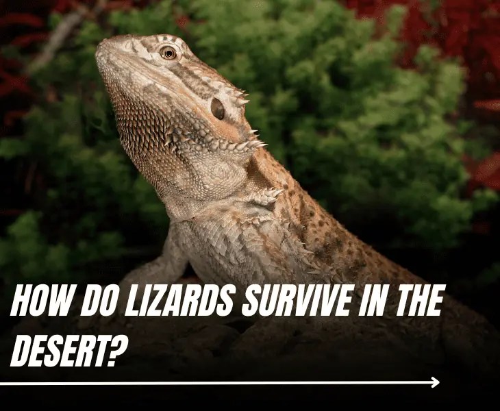 How Do Lizards Survive in The Desert? (Top Facts!)