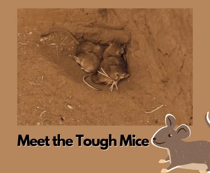 What Do Mice Eat in the Desert? (Let's Find Out!)