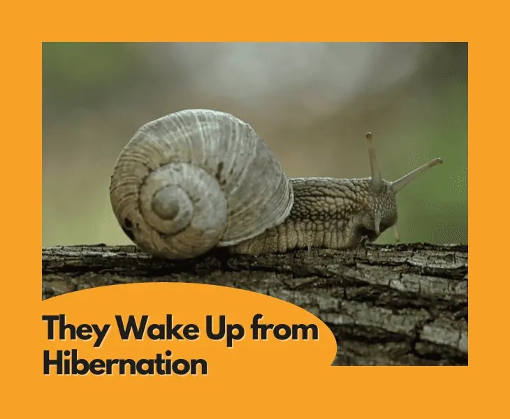 Why Do Snails Come Out in the Rain? (Let's Find Out!)