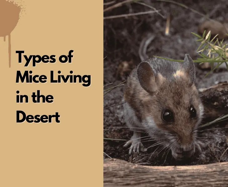 What Do Mice Eat in the Desert? (Let's Find Out!)