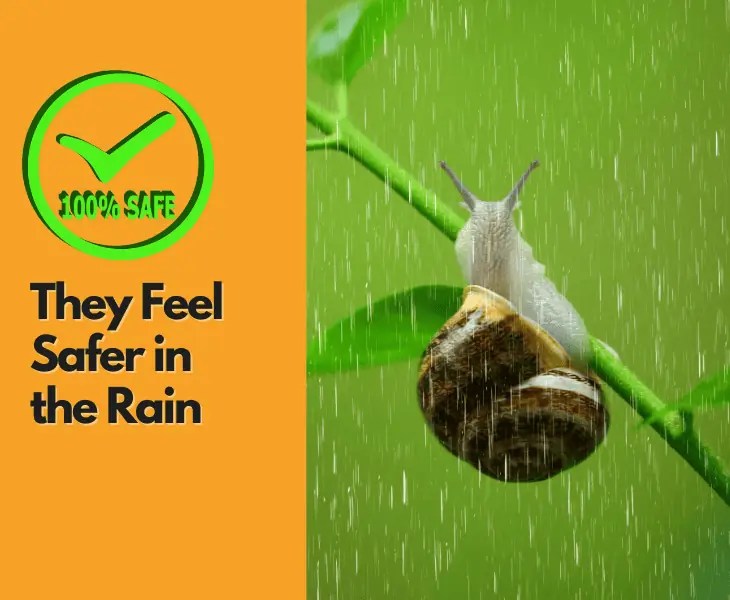 Why Do Snails Come Out in the Rain? (Let's Find Out!)