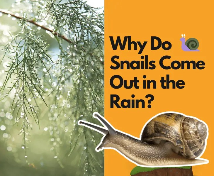 Why Do Snails Come Out in the Rain? (Let's Find Out!)