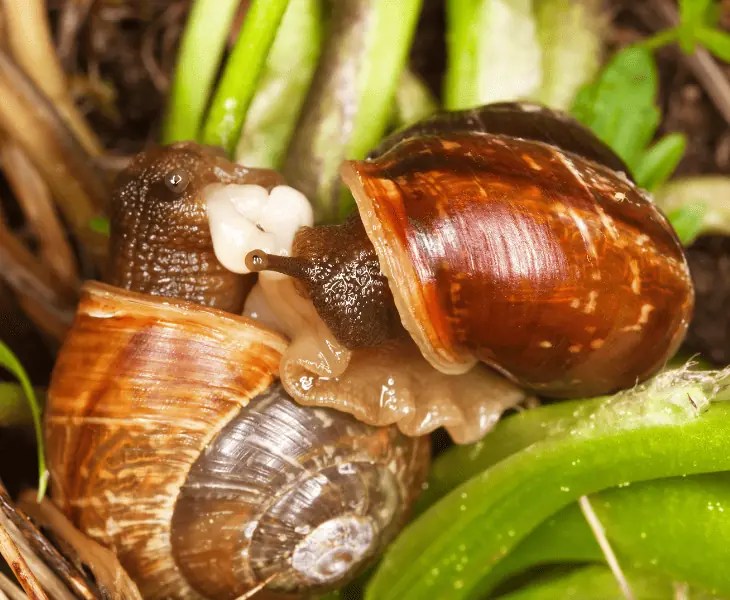 Why Do Snails Come Out in the Rain? (Let's Find Out!)