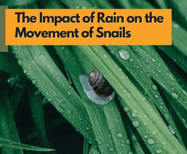 Why Do Snails Come Out in the Rain? (Let's Find Out!)