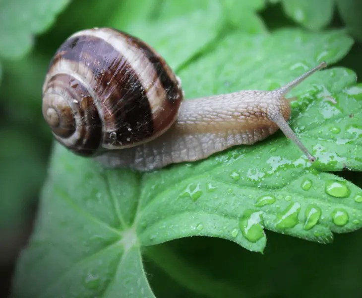 Why Do Snails Come Out in the Rain? (Let's Find Out!)
