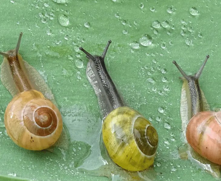 Why Do Snails Come Out in the Rain? (Let's Find Out!)