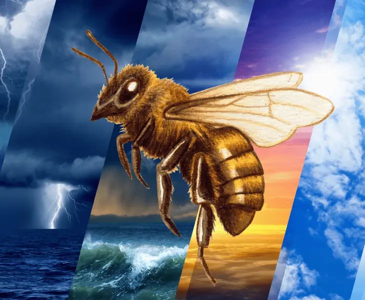 Why Can Bees Fly in the Rain? (Surprising Facts!)