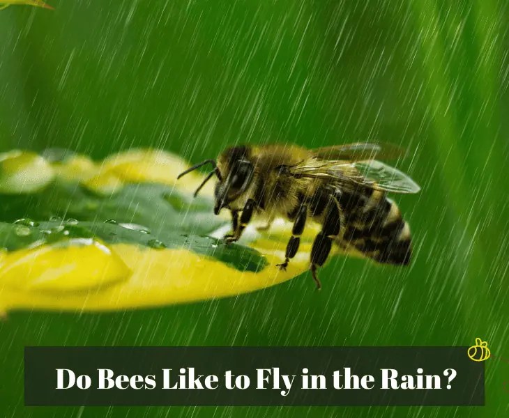Why Can Bees Fly in the Rain? (Surprising Facts!)