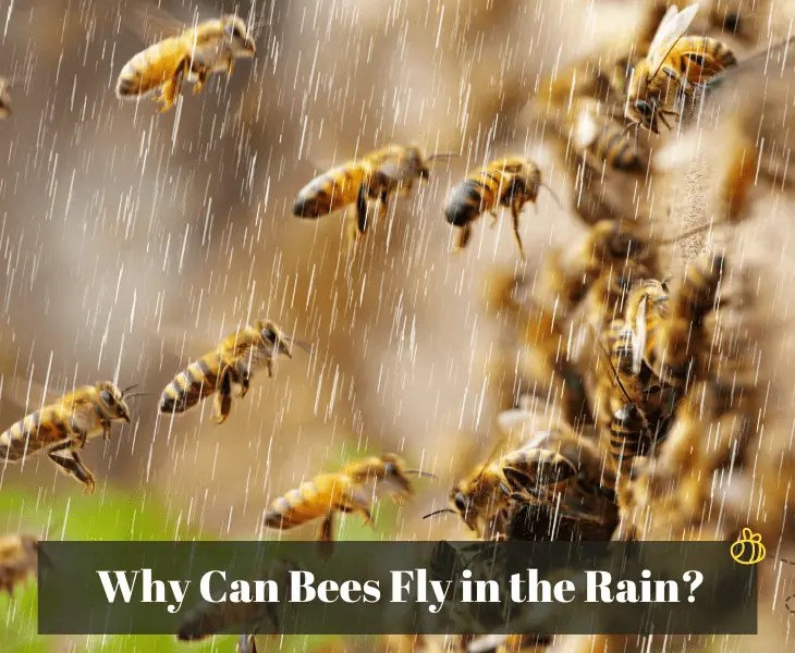 Why Can Bees Fly in the Rain? (Surprising Facts!)