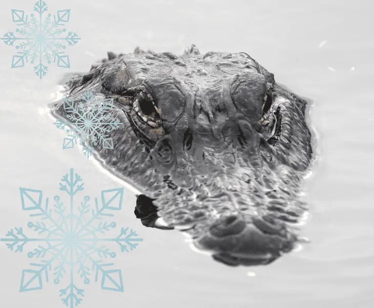 Can Alligators Survive Winter? (Surprising Facts!)