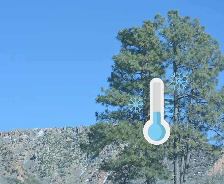 Does It Snow in Payson AZ? Latest Trends (2024)