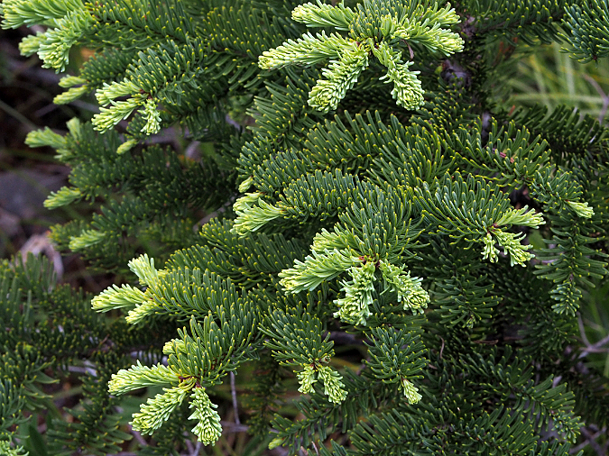 Noble Fir Needles