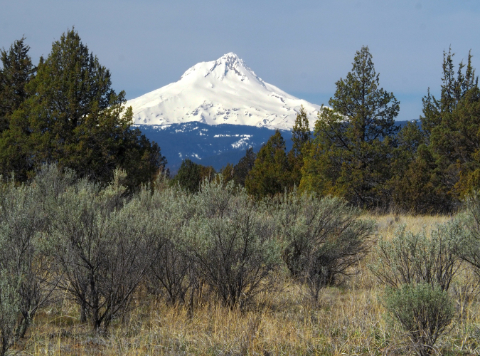 Mount Hood’s Juniper Forests WyEast Blog