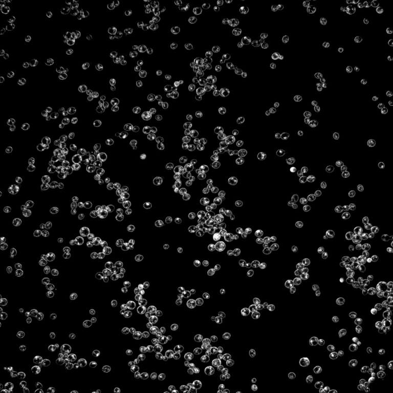 Strain 1728 for Scottish Ale Yeast & Cultures by Wyeast Labs