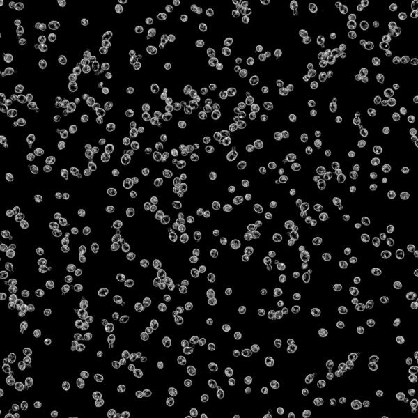 Strain 3522 for Belgian Ardennes Yeast & Cultures by Wyeast Labs