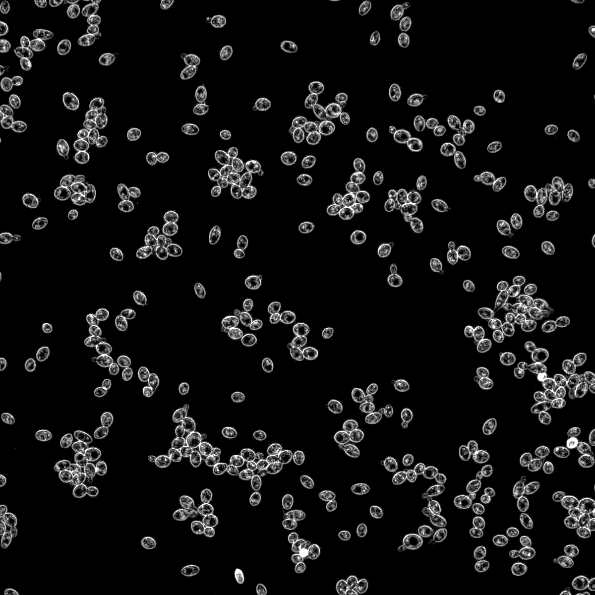 Strain 3787 for Belgian High Gravity Yeast & Cultures by Wyeast Labs