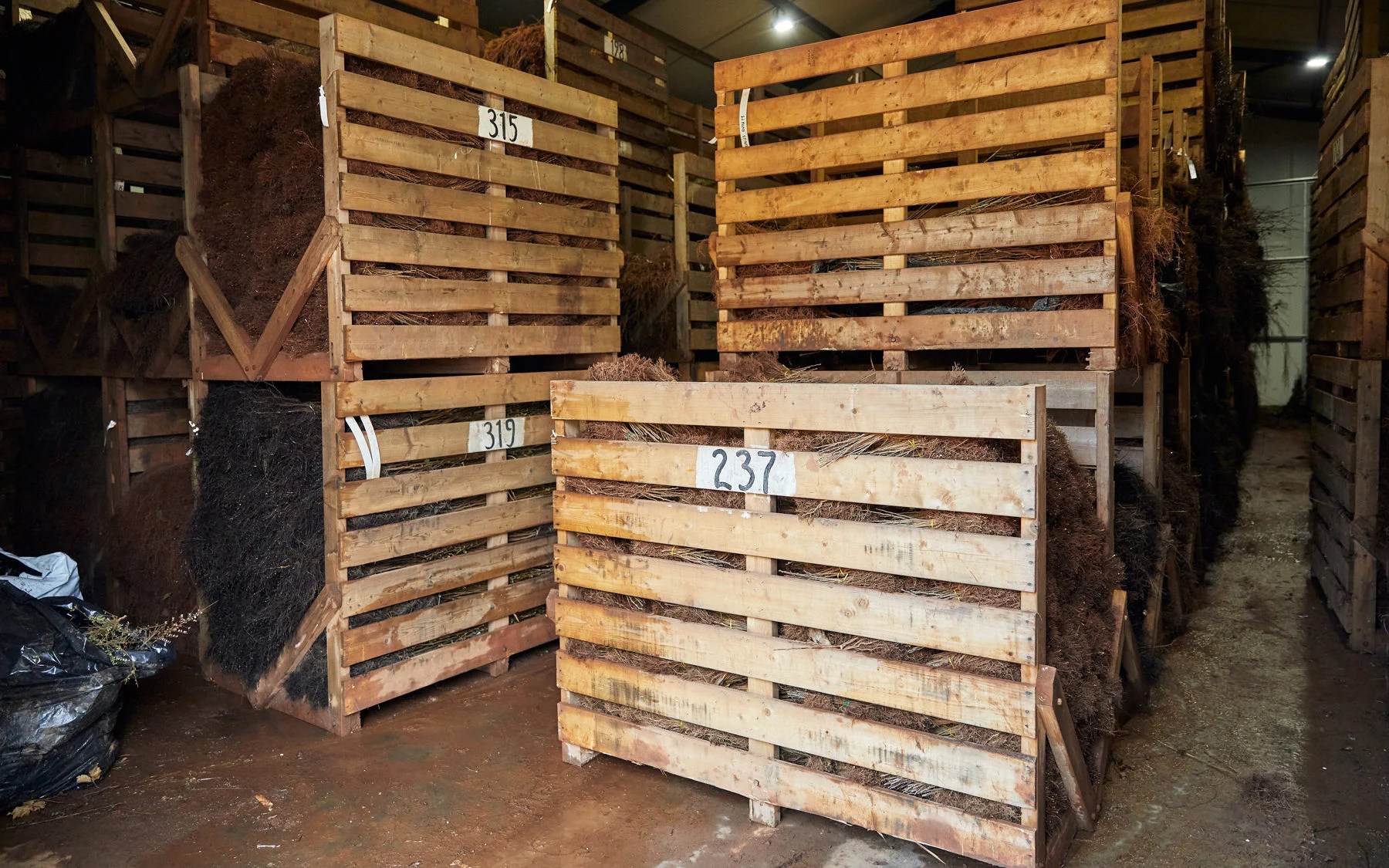 Hedging & Forestry Wholesale Nursery Wyevale Nurseries