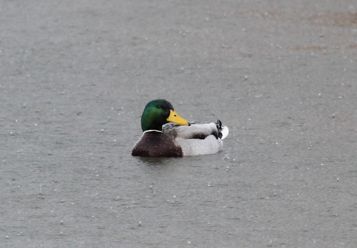 Mallard Wyke Farm