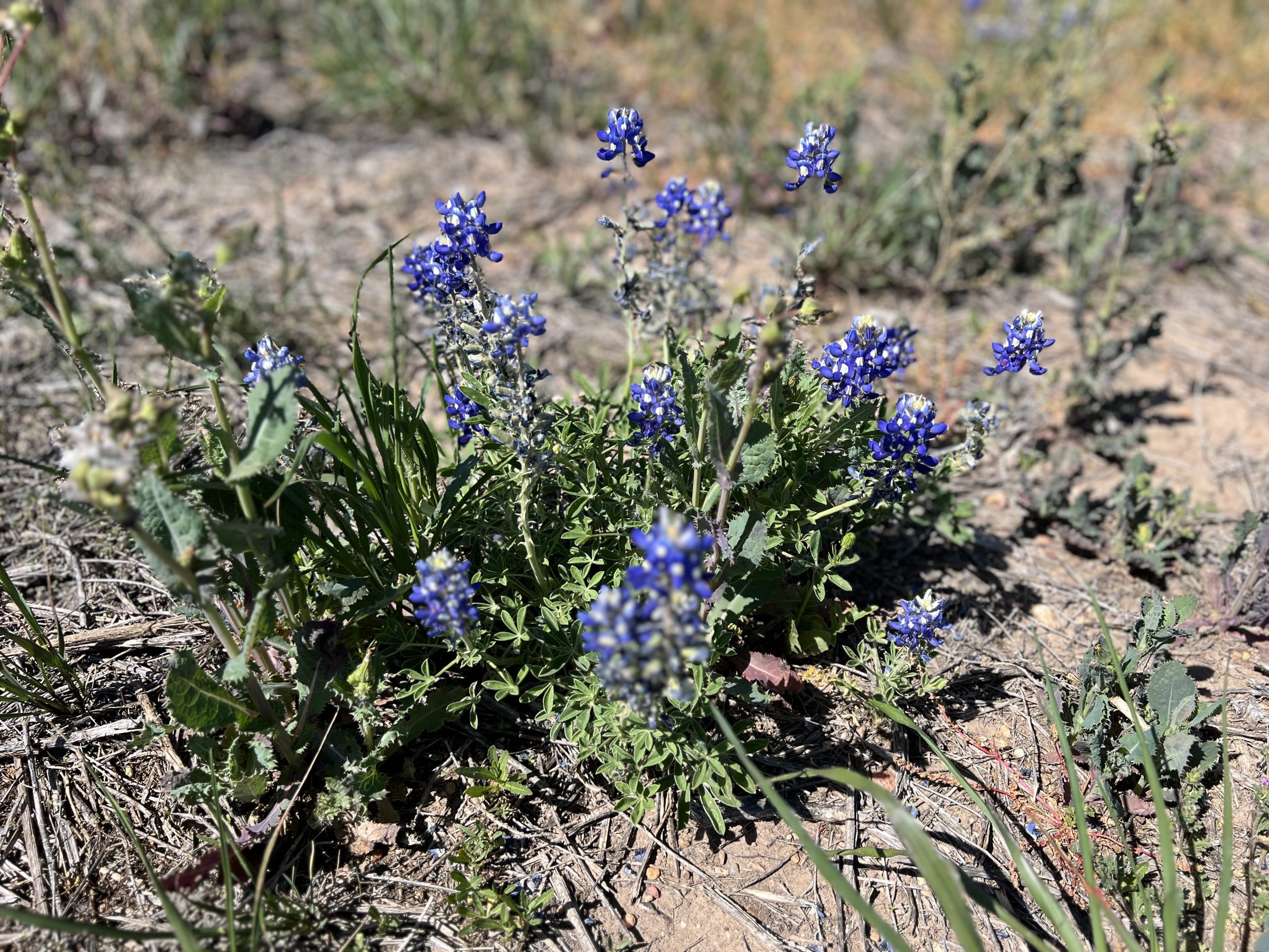 April Showers Bring Flowers The Wylie Growl