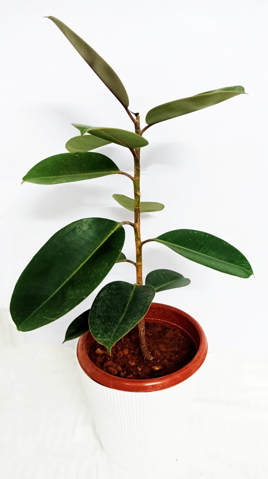 Rubber Plant Black, Ficus Elastica, Rubber Fig, Rubber Tree