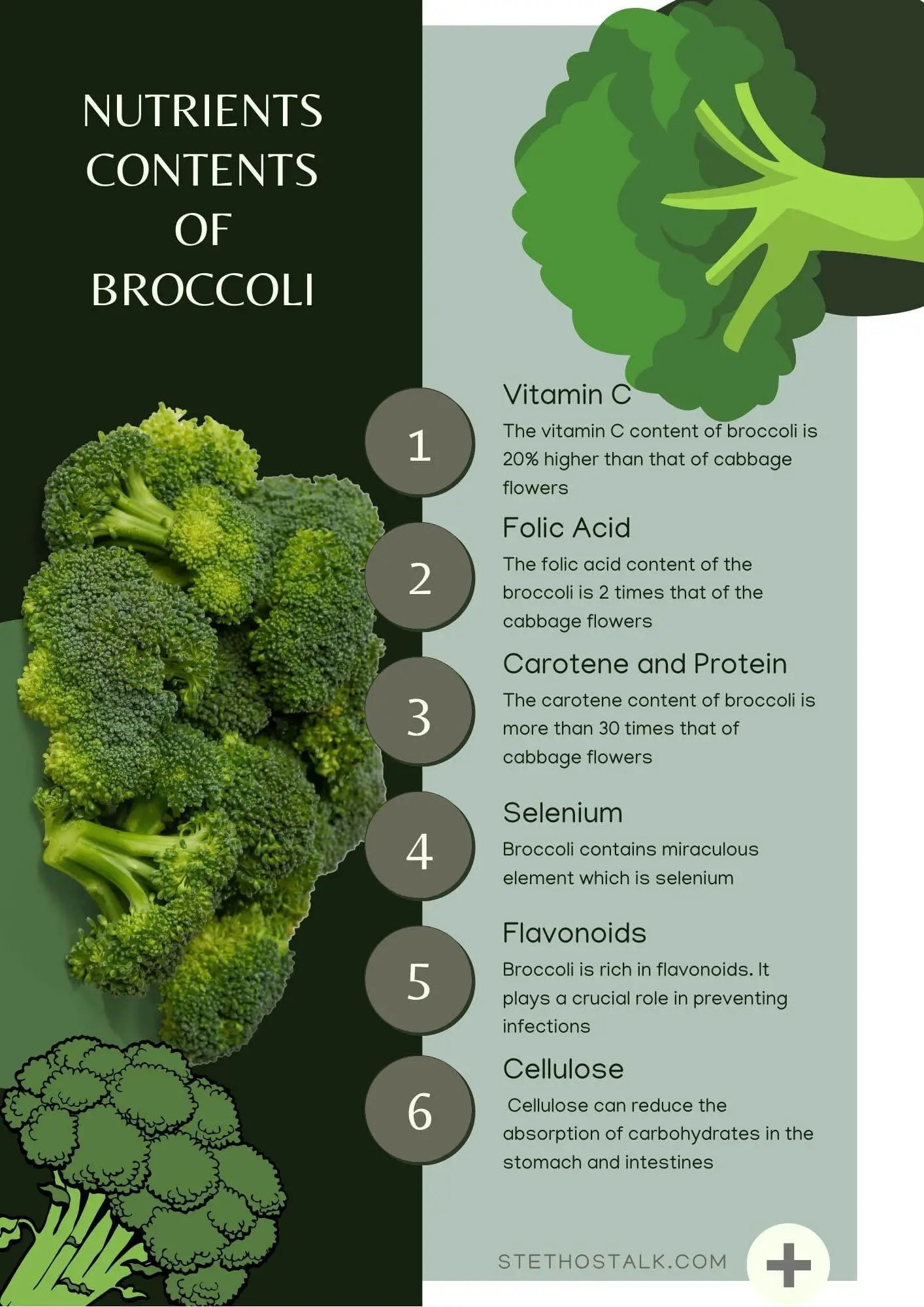 Organic vs. Conventional Broccoli Unraveling the Nutritional Debate