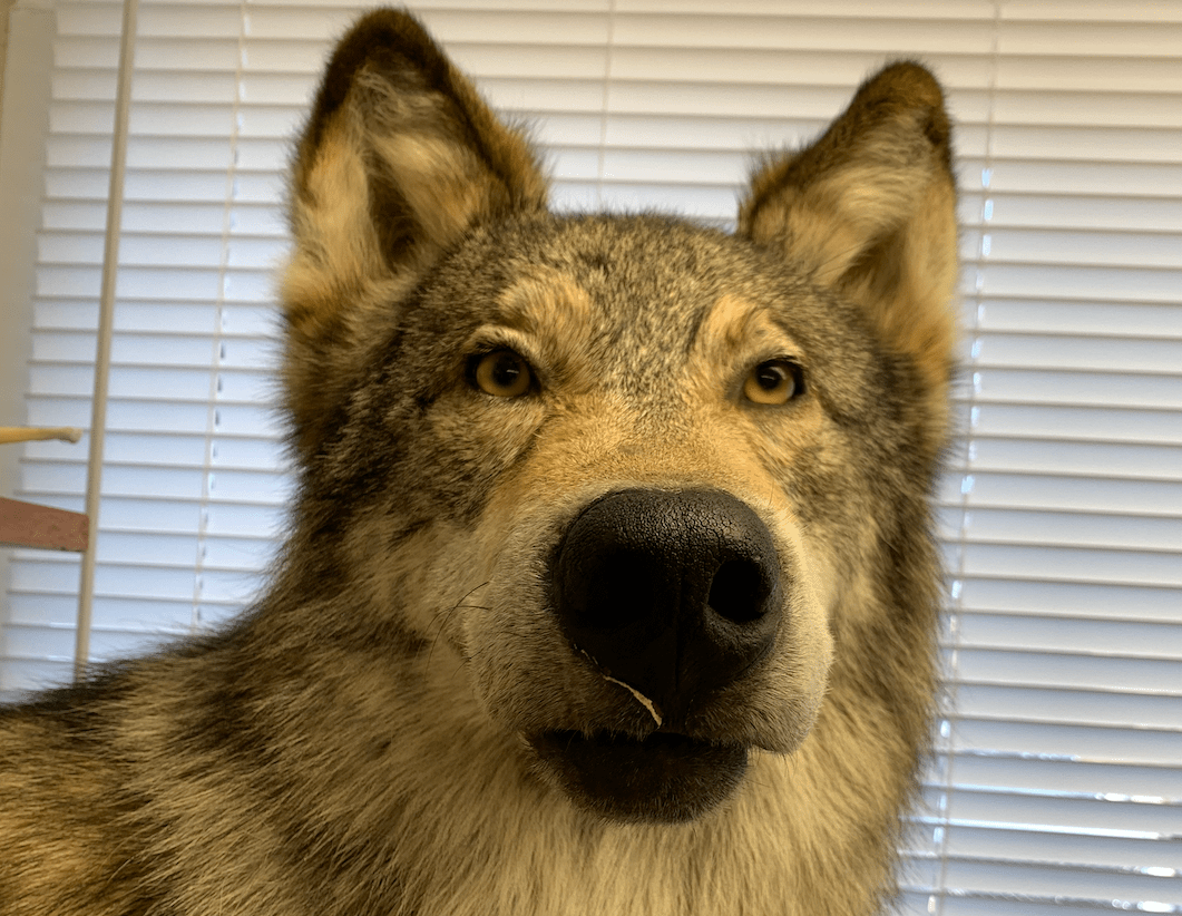 ‘Trophy’ pursuit no more Bear, wolf, cat hunting in line for rebrand