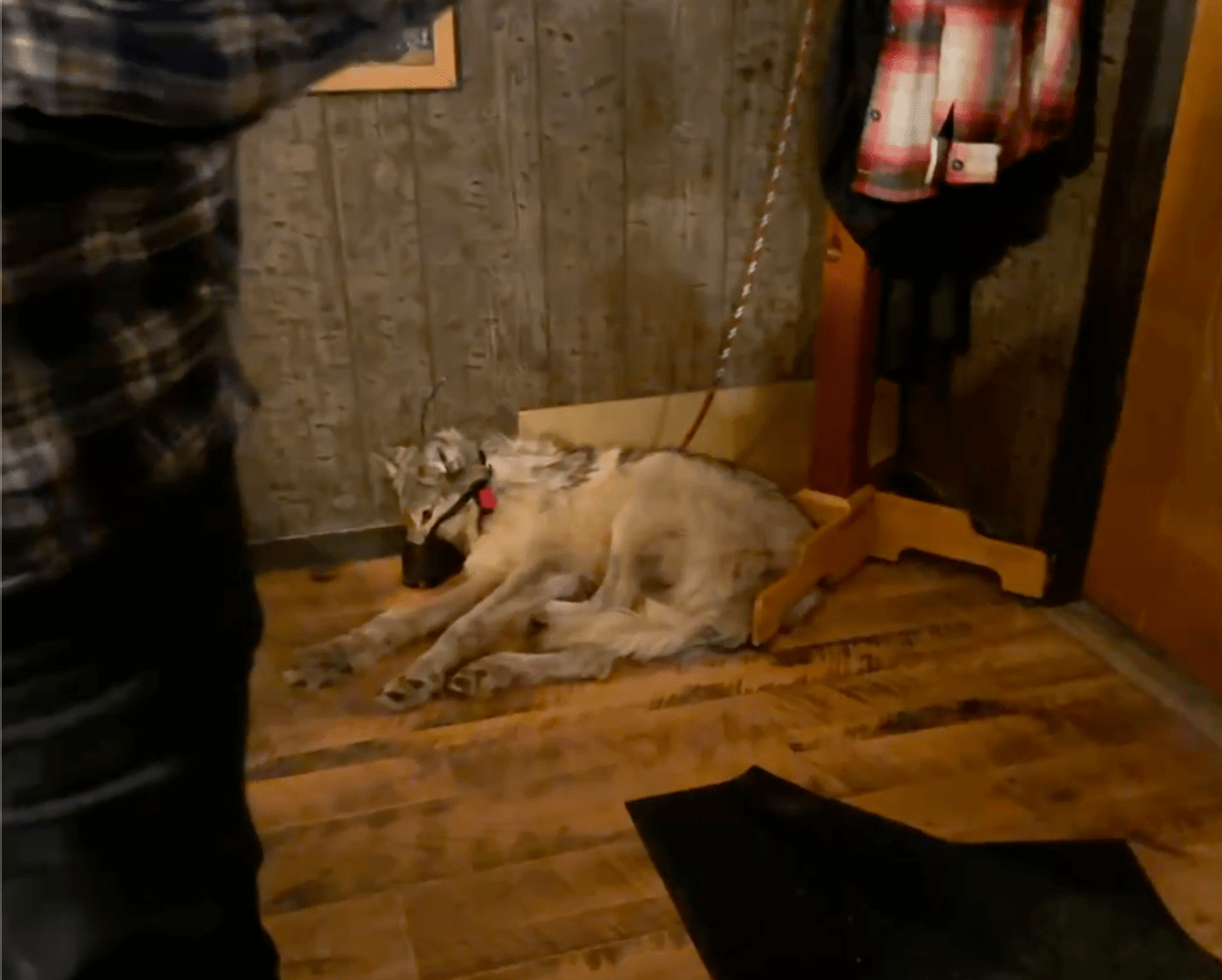 Eyewitness describes Wyoming wolf&rsquo;s final hours in the Green River 