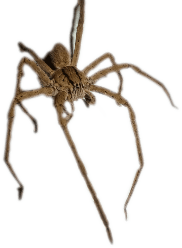 Giant Wolf Spider Wyrmworks Publishing