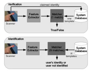 How Do Fingerprint Scanners Work? A Step-by-Step Guide for Biometric