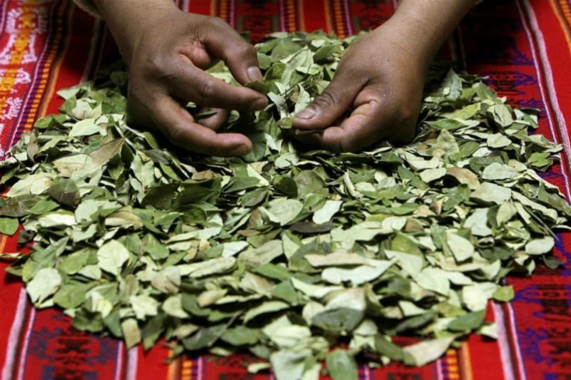 Coca Leaves to Treat Altitude Sickness Xtreme Tourbulencia
