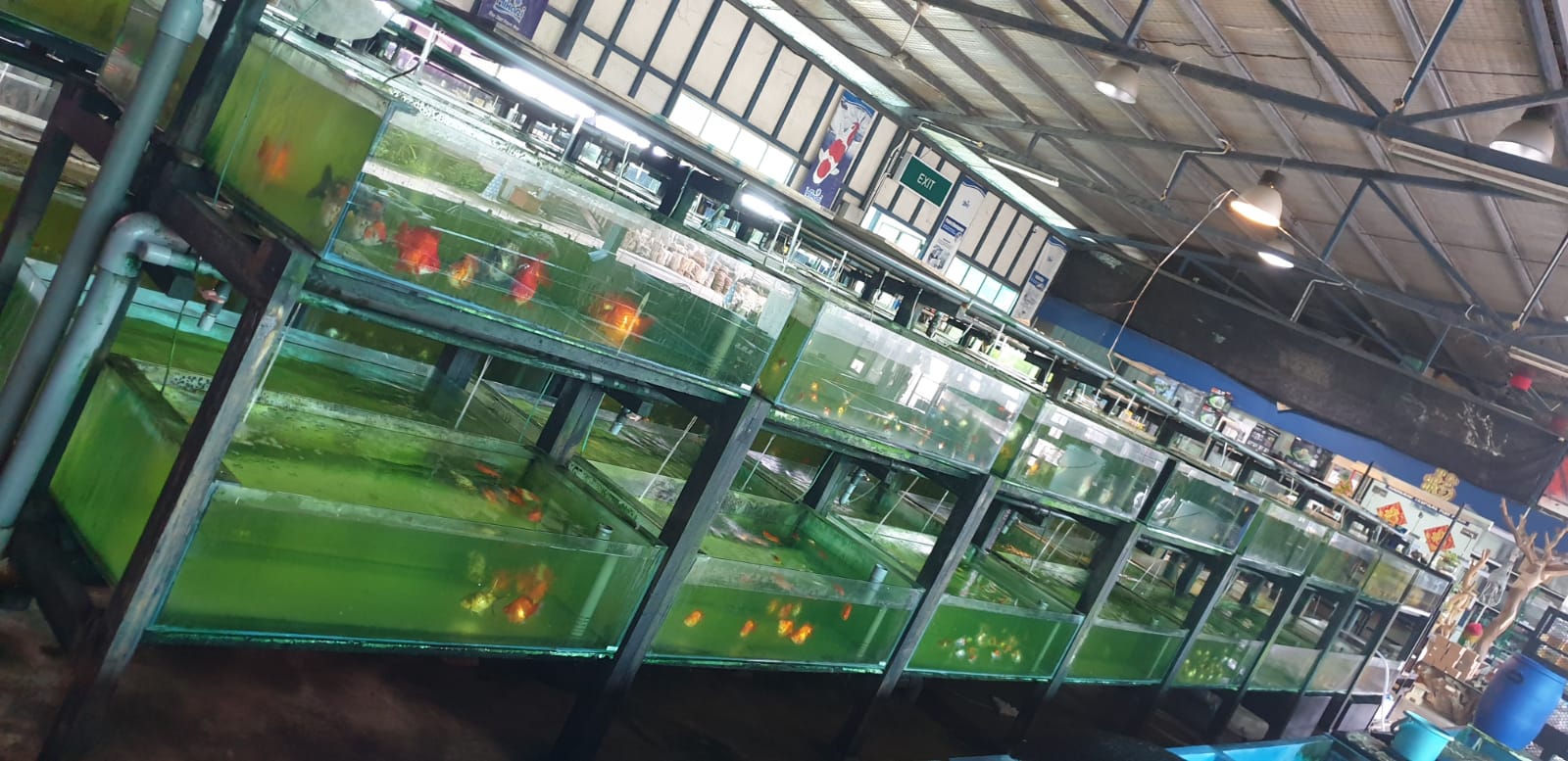 Mainland Tropical Fish Farm