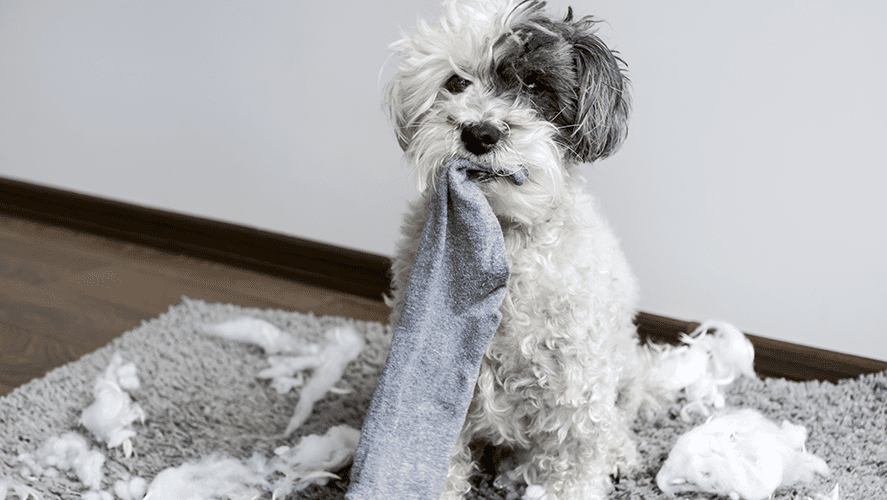 Do Dogs Pick Up Habits of Their Owners? X96